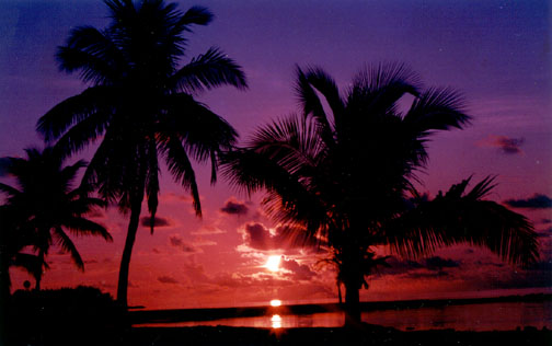 3palm.jpg