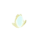 waterlily-02.gif