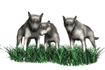 wolf_pack_md_wht.gif